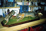 Red fox and quail