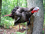 Gobbling Turkey taxidermy