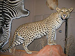 Leopard Taxidermy Mounts