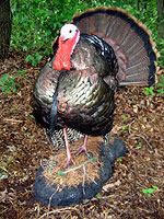 Strutting turkey mount