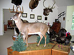 Life Size Whitetail Deer Taxidermy Mounts