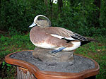 Wigeon duck taxidermy